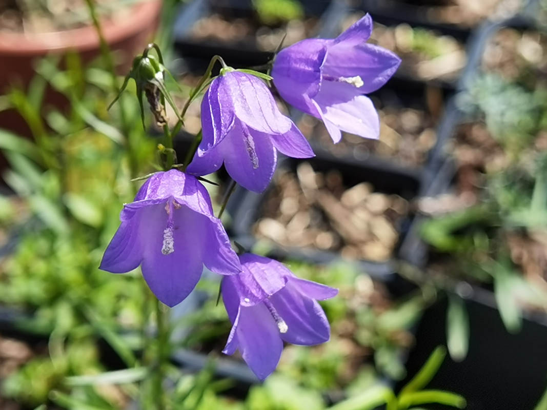 Campanula rotundifolia 6